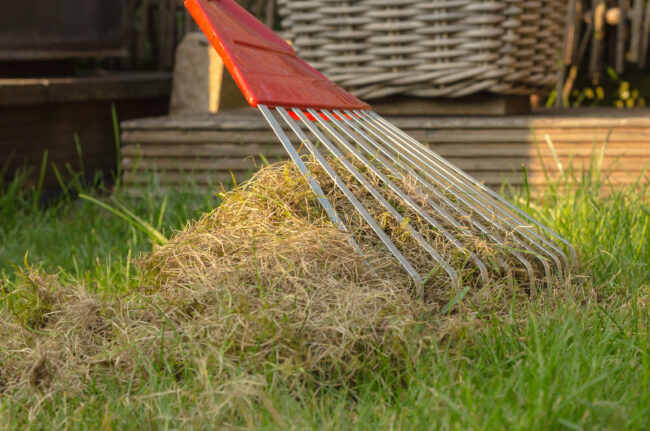 Aerating and cleaning the lawn with a big rake. Collecting remains of dead plants and moss.