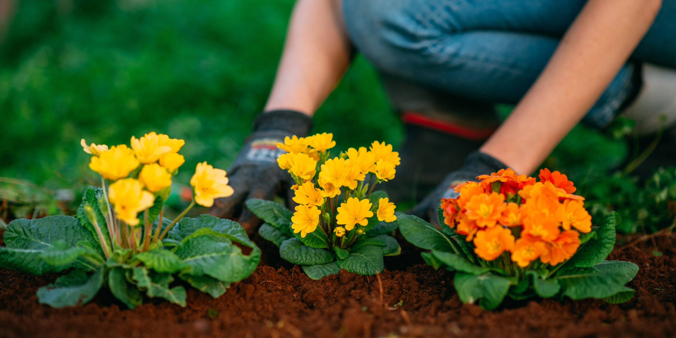 Woman Planting Colorful Flowers in Her Garden in Spring