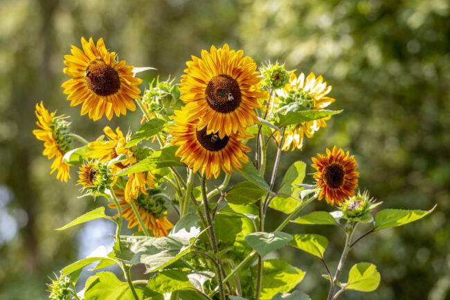 Bees pollinate sunflowers