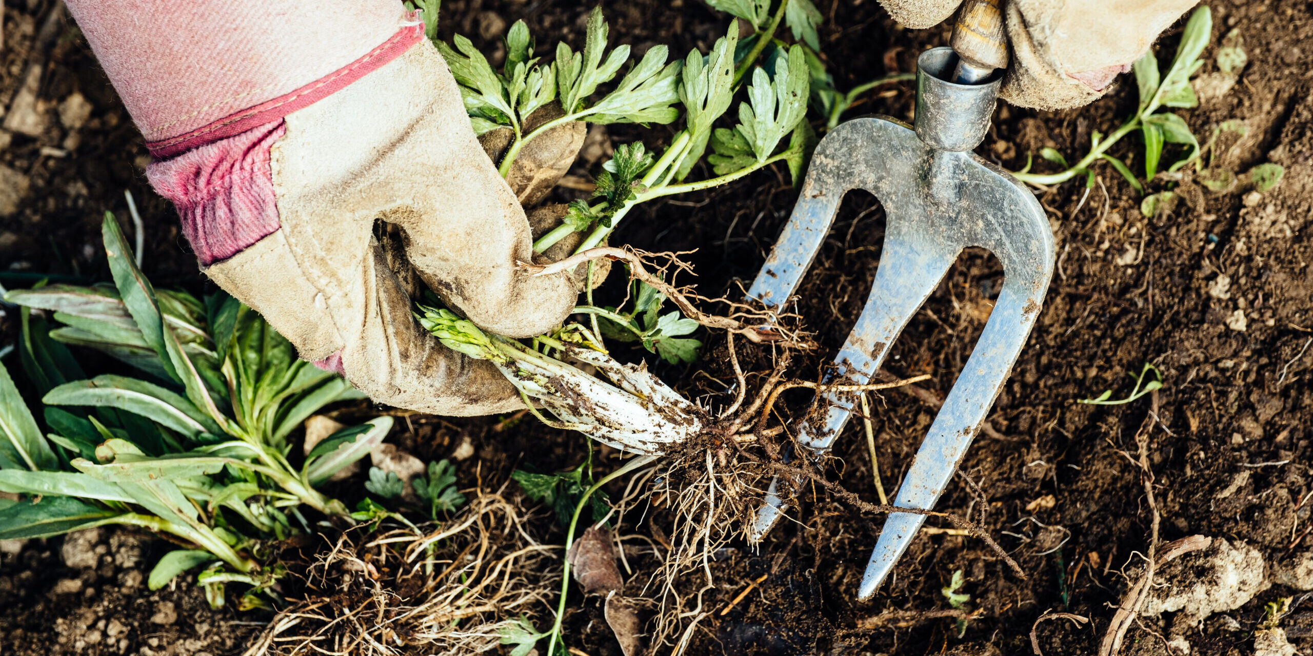 Woman removing weeds from her garden