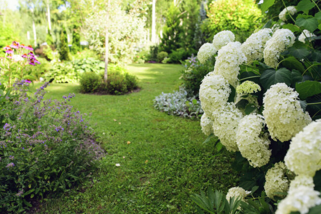 Hydrangea Arborescens Annabelle blooming in summer cottage garden. Beautiful view with curvy lawn edge.